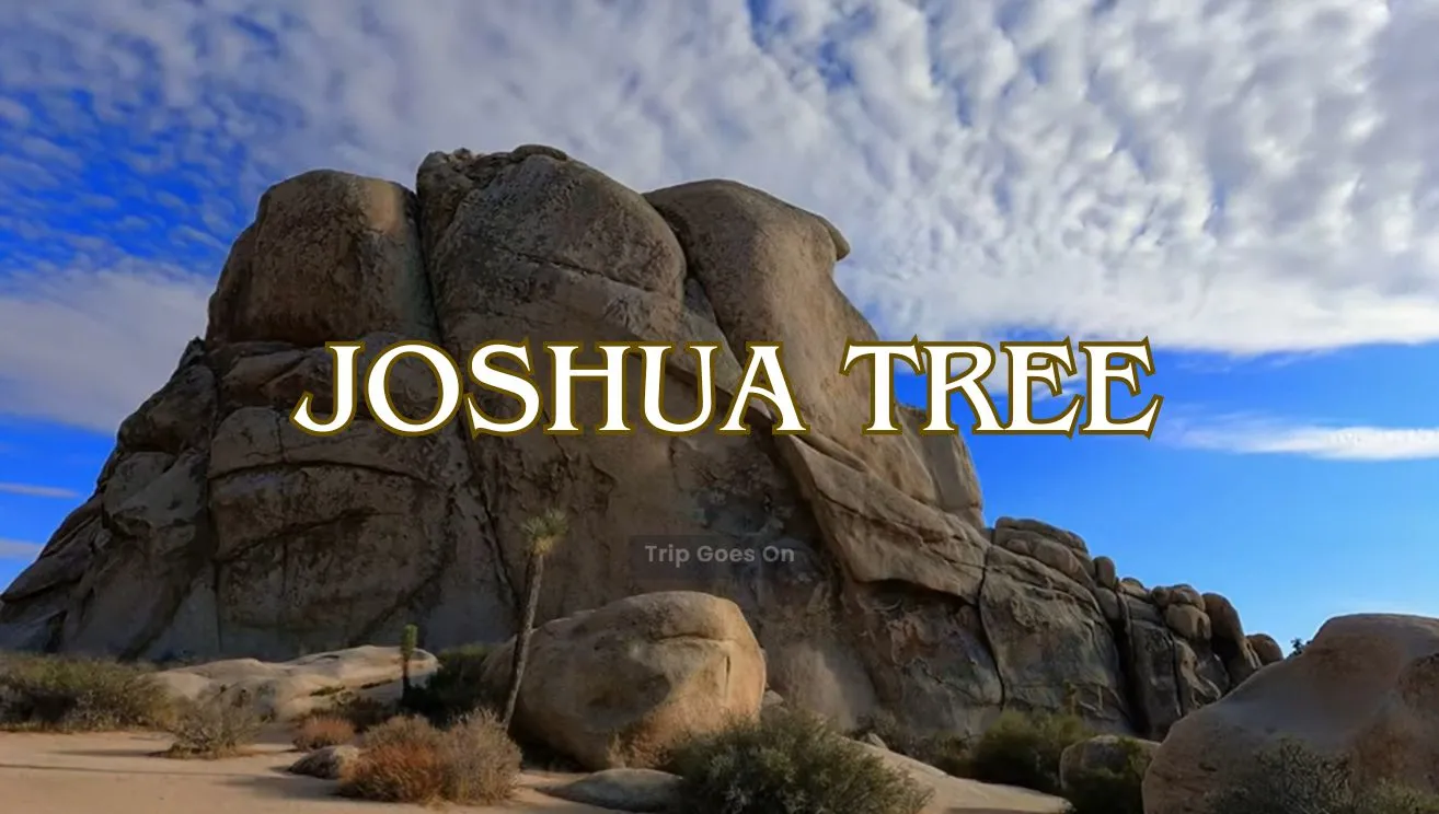 Joshua Tree