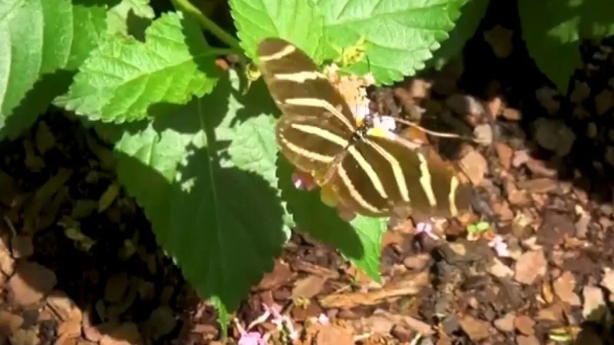 Wonders of Botanical Gardens, Dothan, Alabama, United States Of America