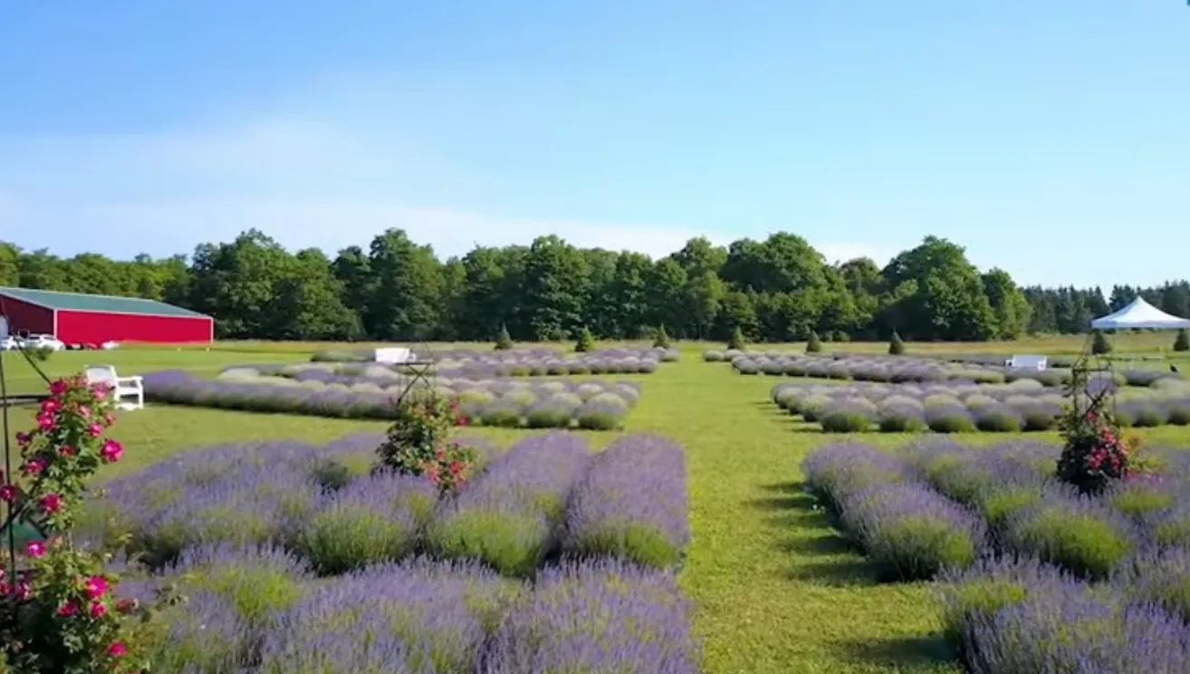 Fragrant Lavender Field from Door County, Wisconsin, United States Of America