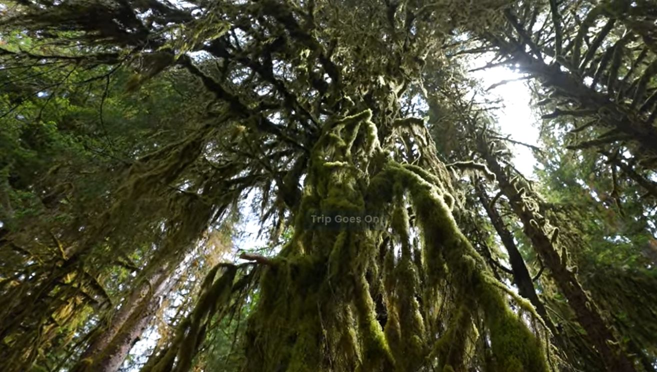nature view of  Olympic National Park Washington United States Of America