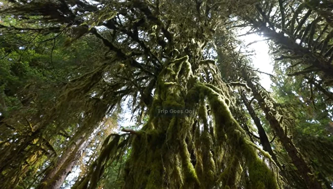 nature view of  Olympic National Park Washington United States Of America