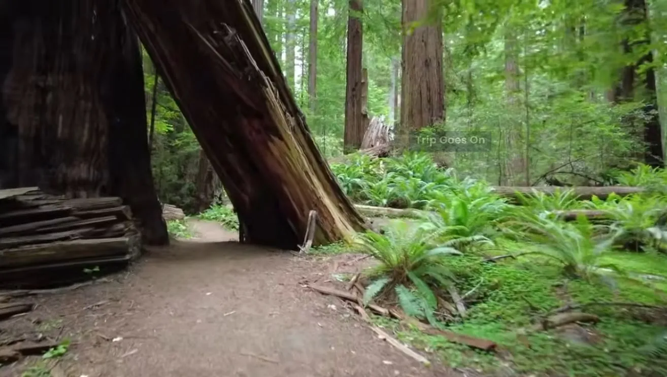 Redwood National Park