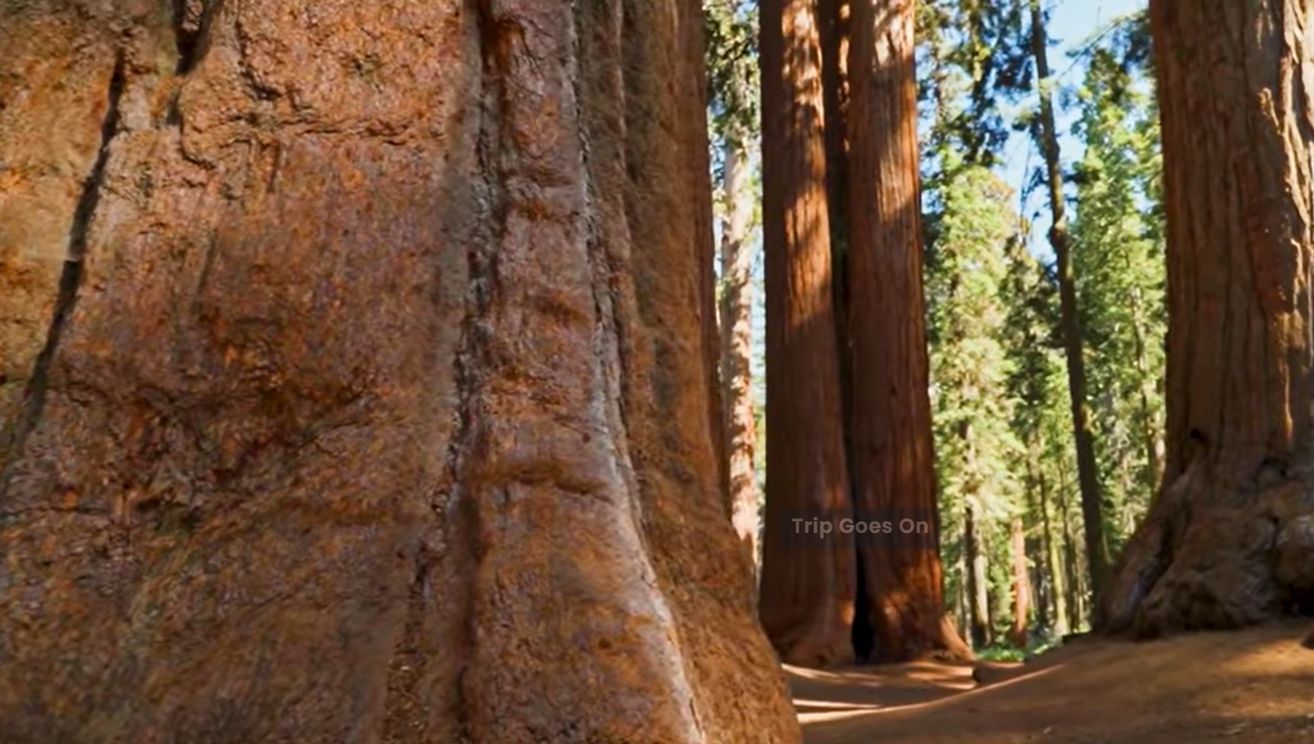 inner view of Sequoia National Park, Three Rivers, California, United States Of America