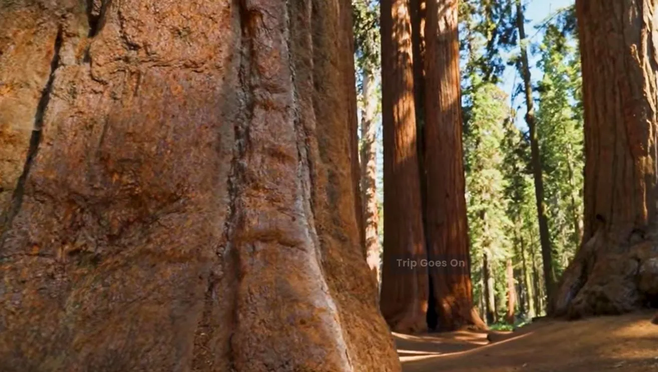 inner view of Sequoia National Park, Three Rivers, California, United States Of America